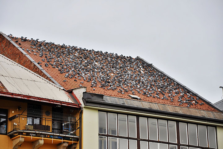 A2B Pest Control are able to install spikes to deter birds from roofs in Ince In Makerfield. 