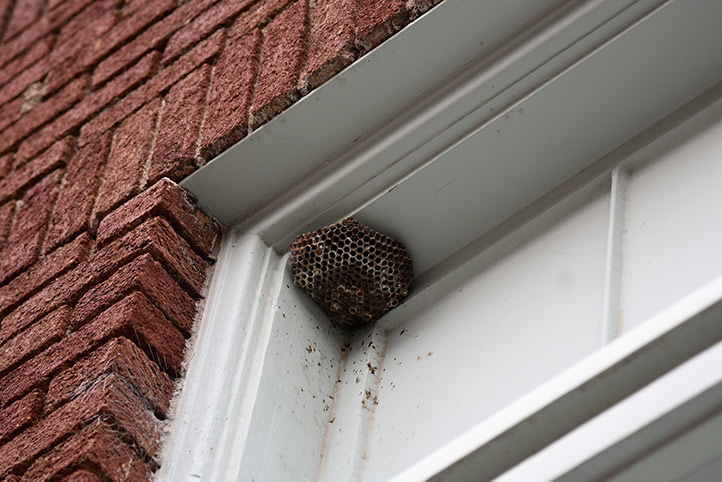 We provide a wasp nest removal service for domestic and commercial properties in Ince In Makerfield.